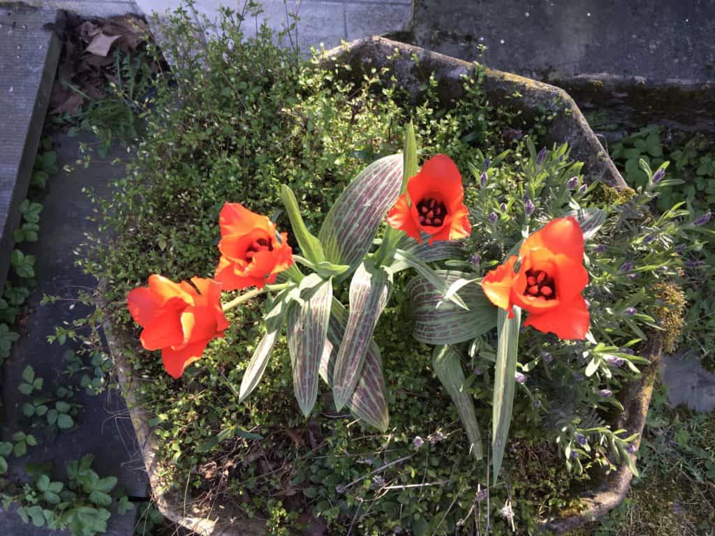 De roodkapjes tulp