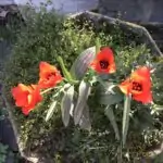 De roodkapjes tulp